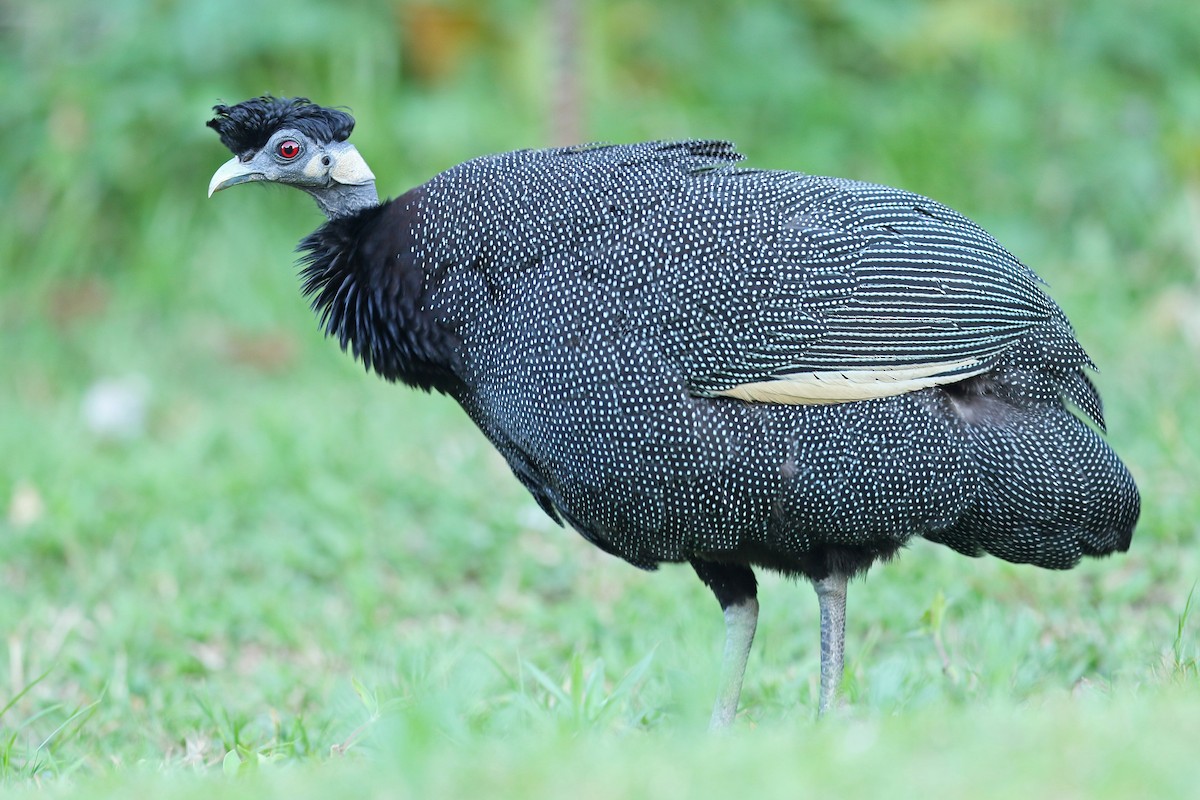 Southern Crested Guineafowl - Volker Hesse