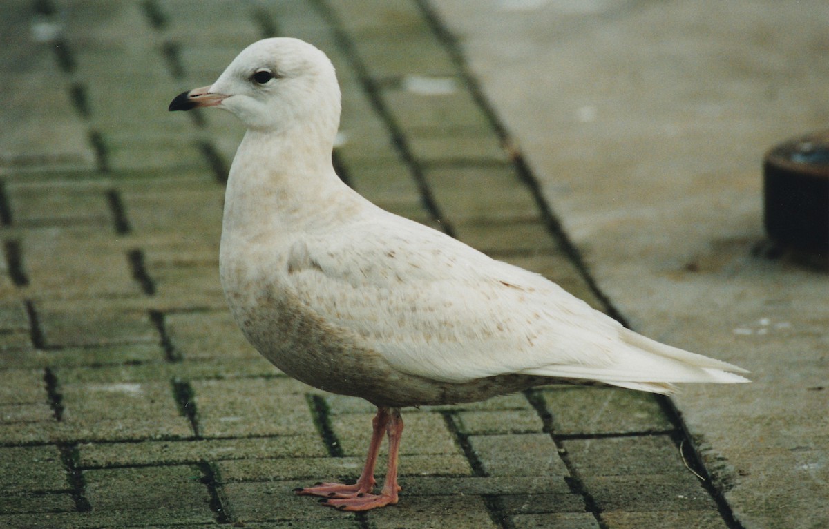 Iceland Gull (kumlieni/glaucoides) - ML131952601