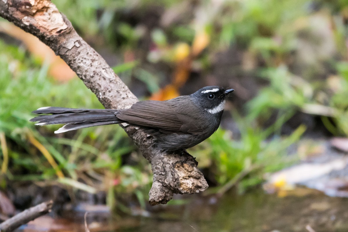 White-throated Fantail - ML131954561