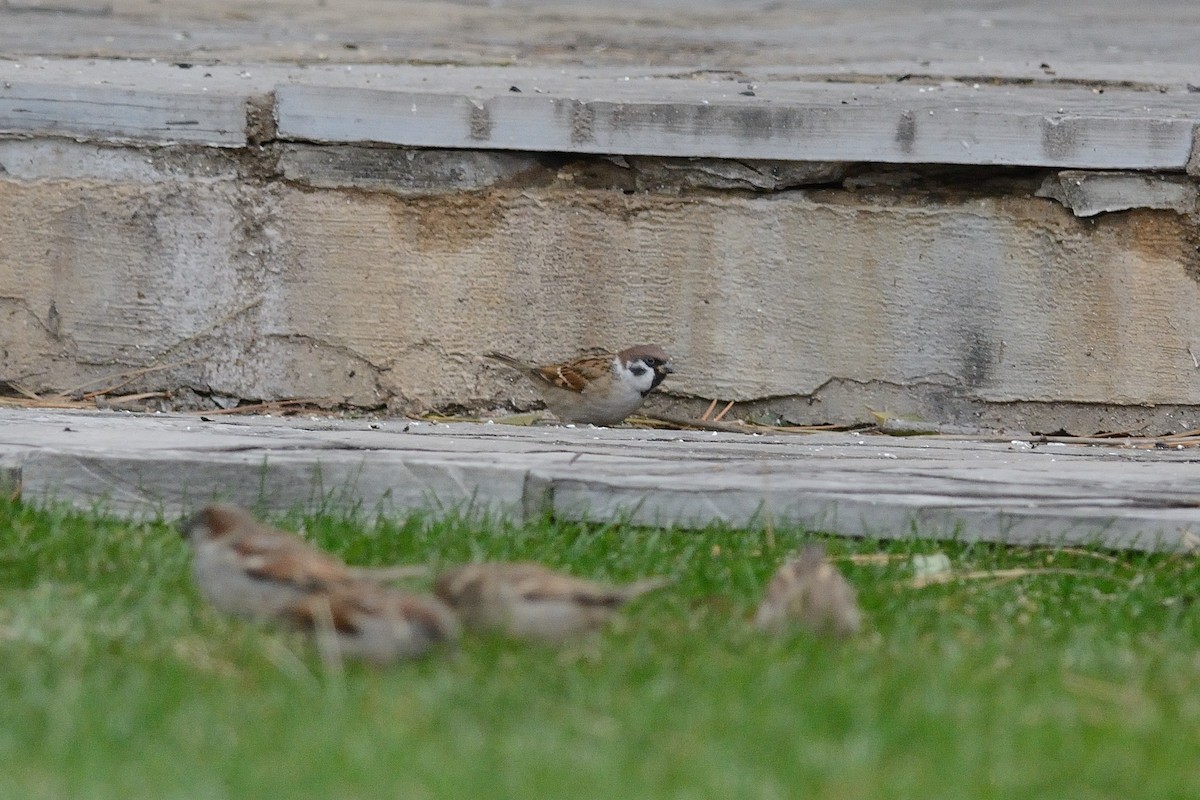 Eurasian Tree Sparrow - ML131955751