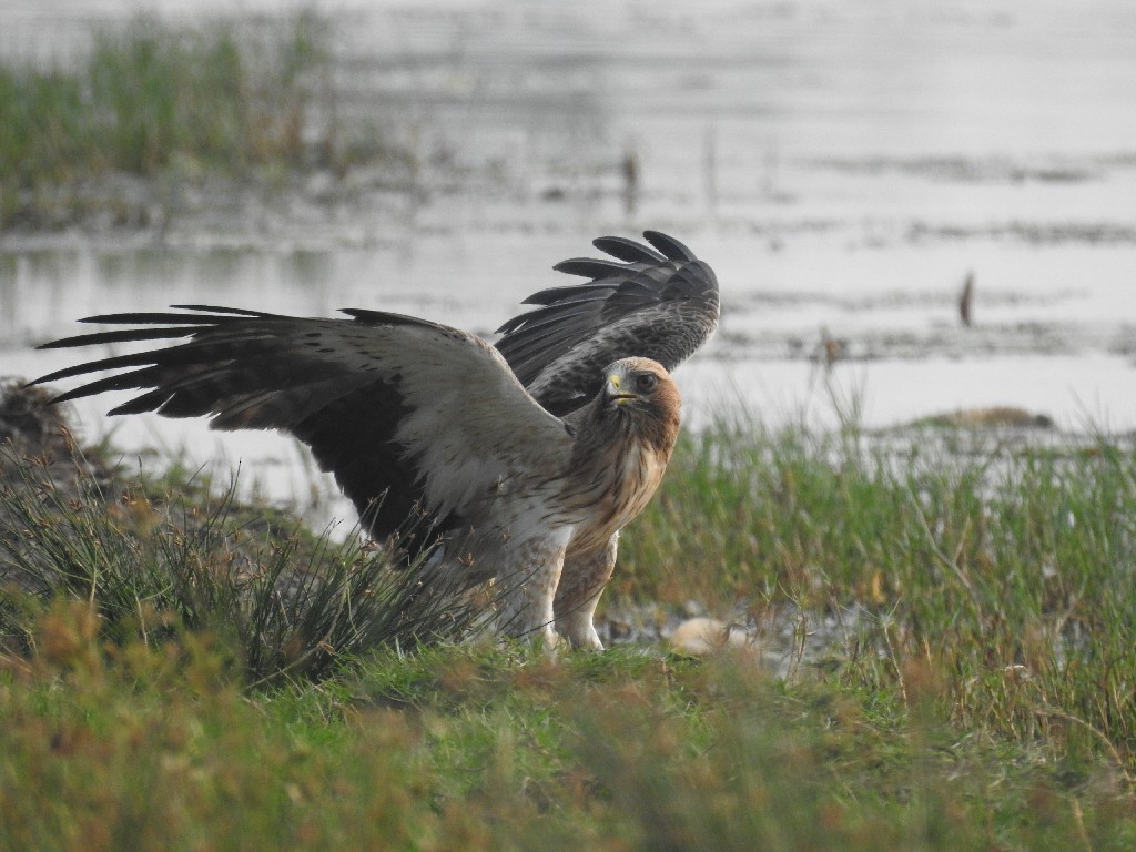 Booted Eagle - Sudheesh  Mohan