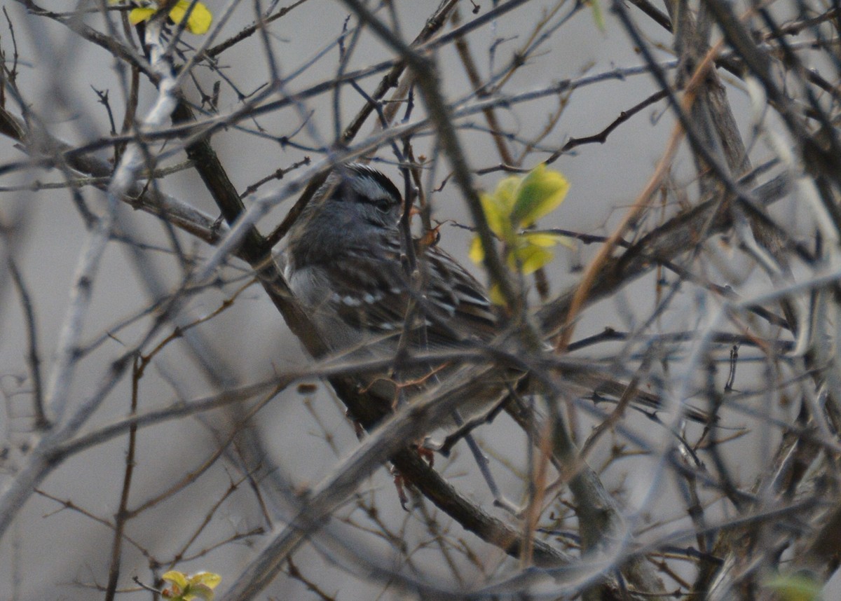 White-crowned Sparrow - ML131960231