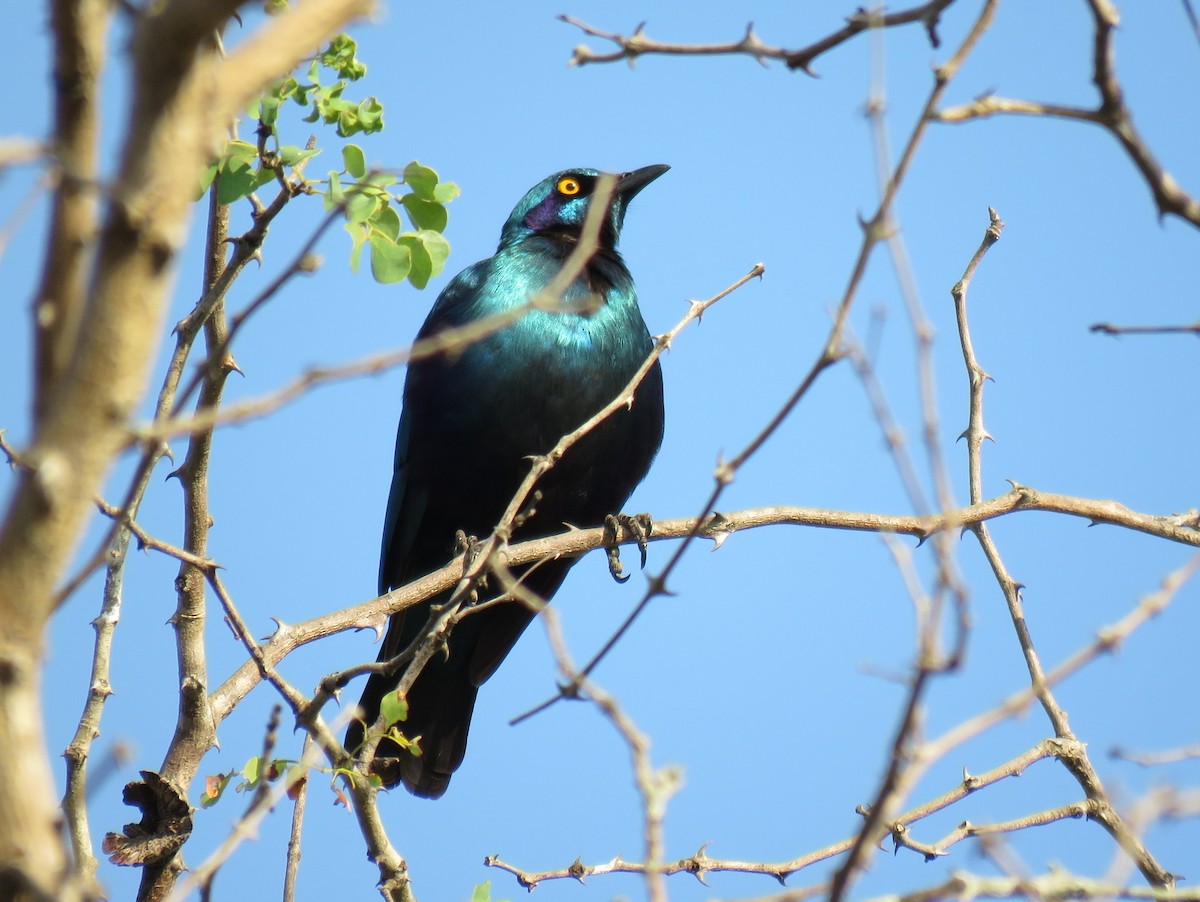 Greater Blue-eared Starling - Antonio Xeira