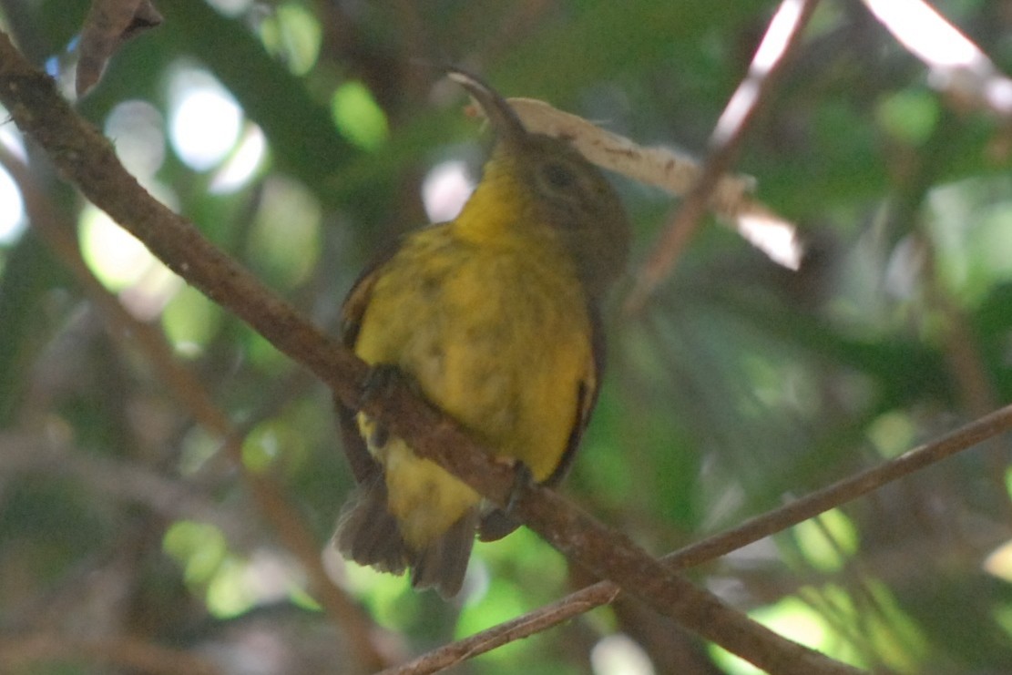Yellow-bellied Sunbird-Asity - ML131963031