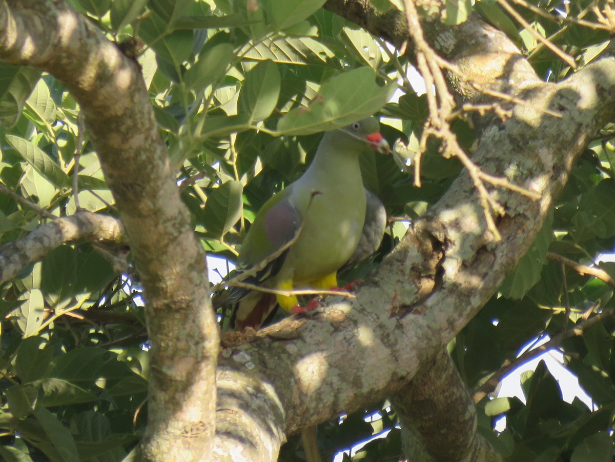 African Green-Pigeon - ML131964021