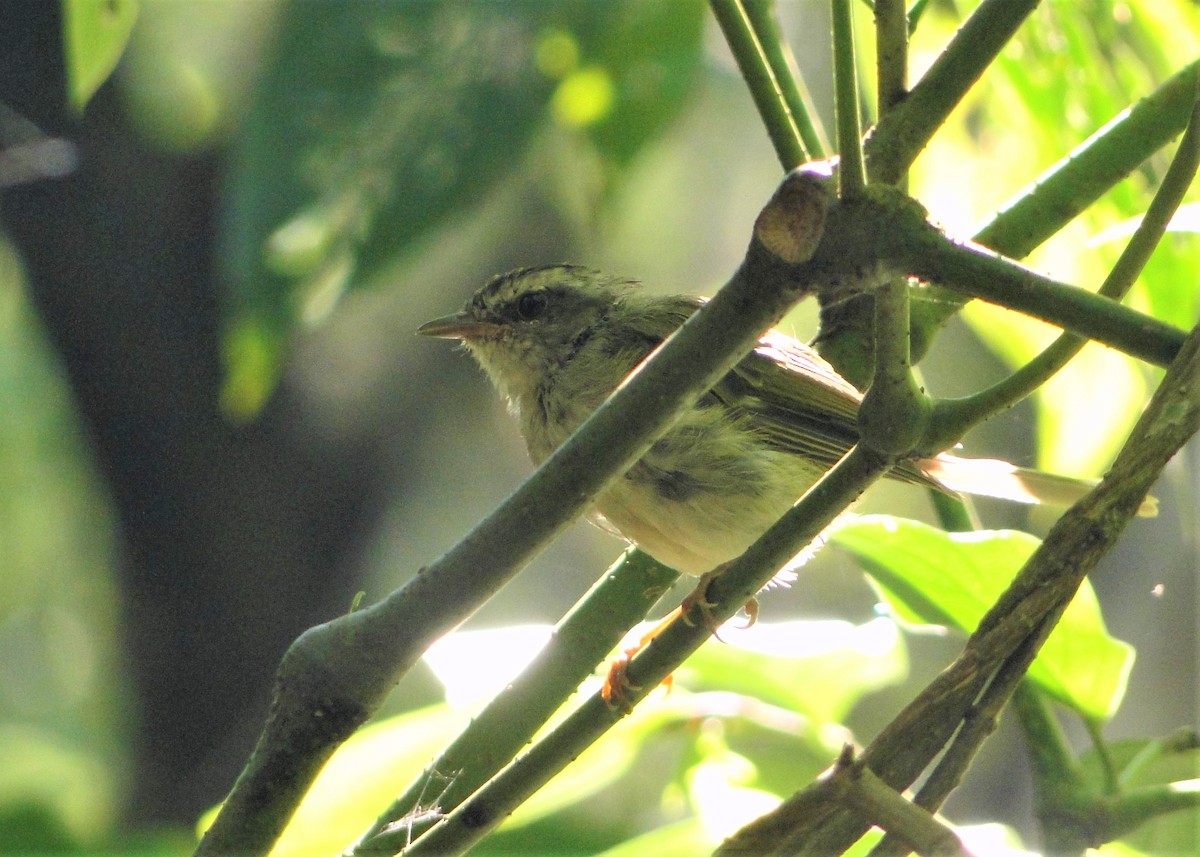 Golden-crowned Warbler (White-bellied) - ML131973411