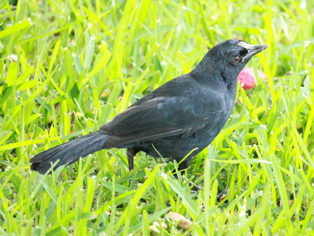 Scrub Blackbird - Rutger Koperdraad