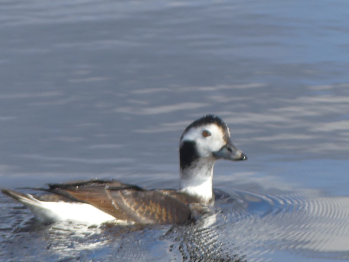Long-tailed Duck - ML131978881