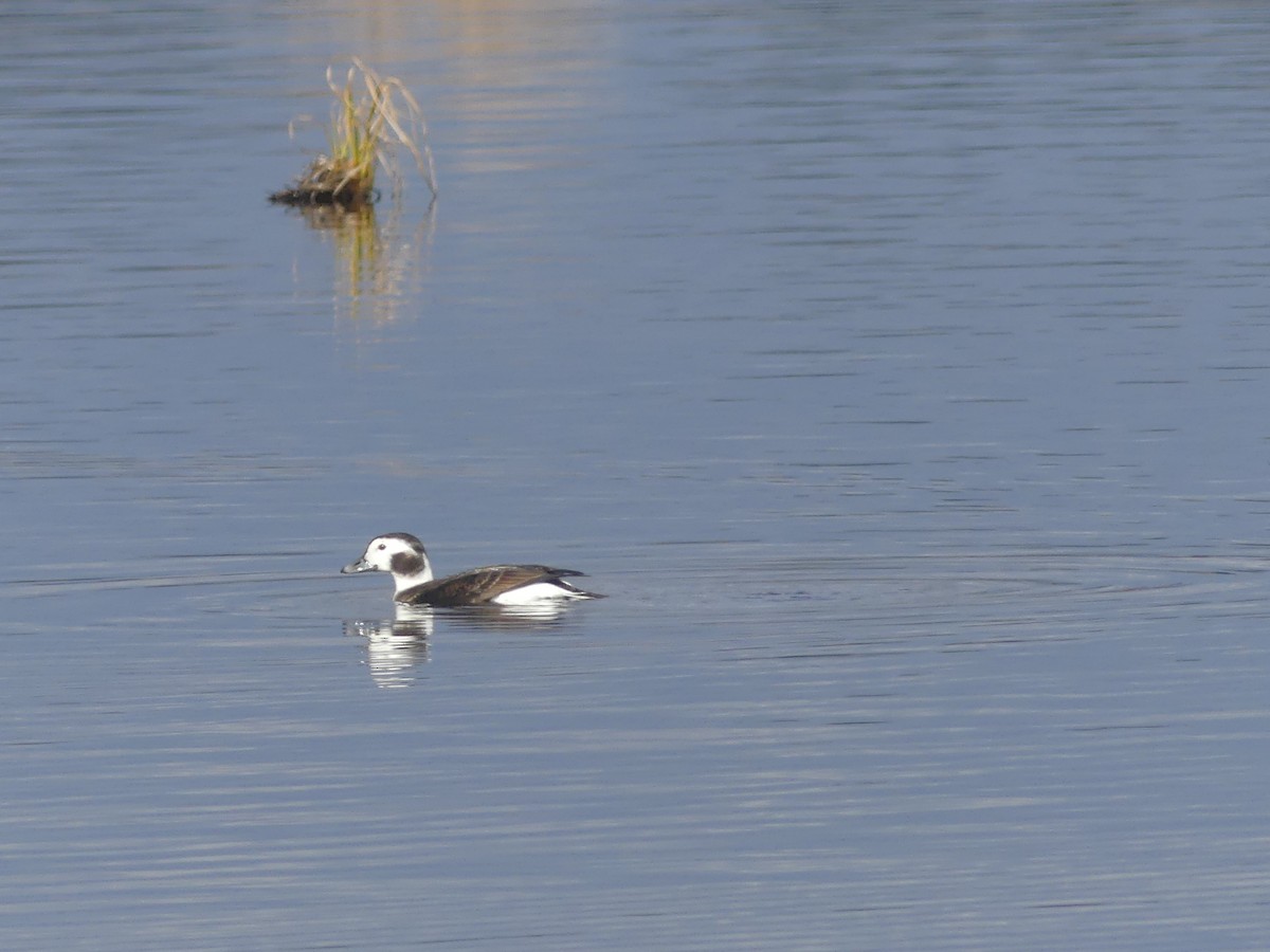 Long-tailed Duck - ML131978911