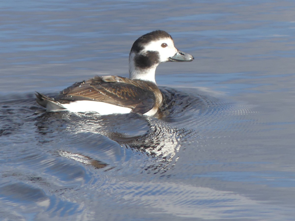 Long-tailed Duck - ML131978931
