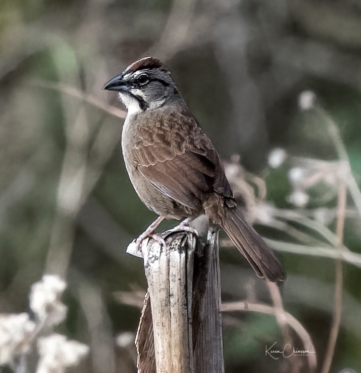 Rusty Sparrow - ML131982111
