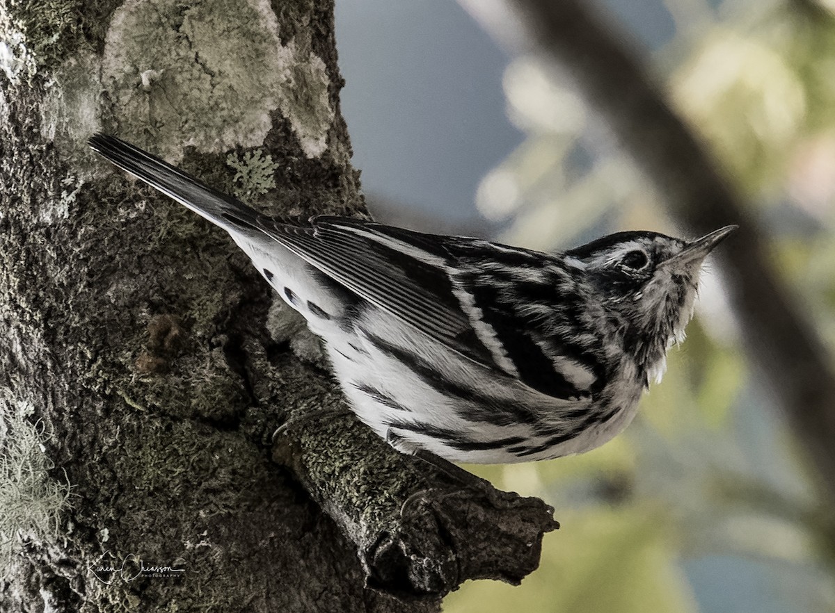 Black-and-white Warbler - ML131982241