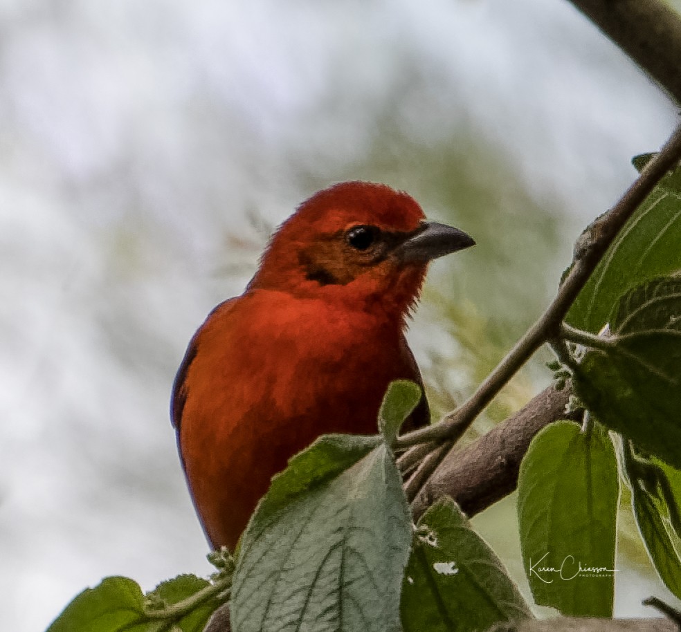 Flame-colored Tanager - Karen Chiasson