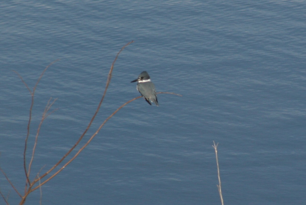 Belted Kingfisher - ML131983531
