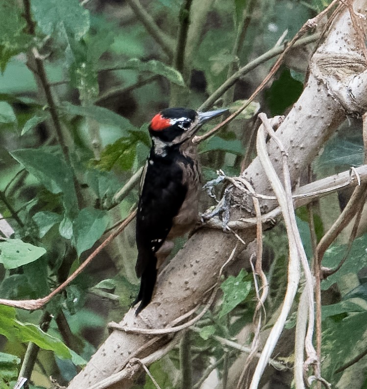 Hairy Woodpecker (South Mexican) - Karen Chiasson