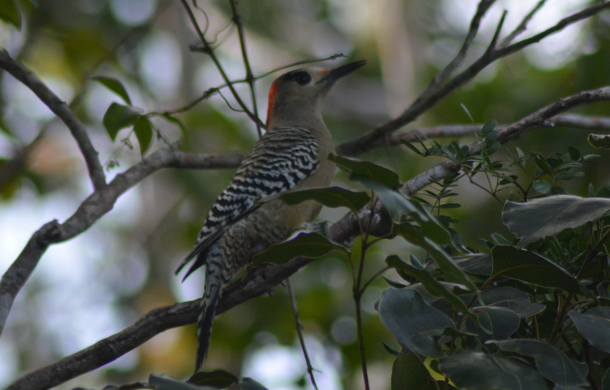 West Indian Woodpecker - ML131986141