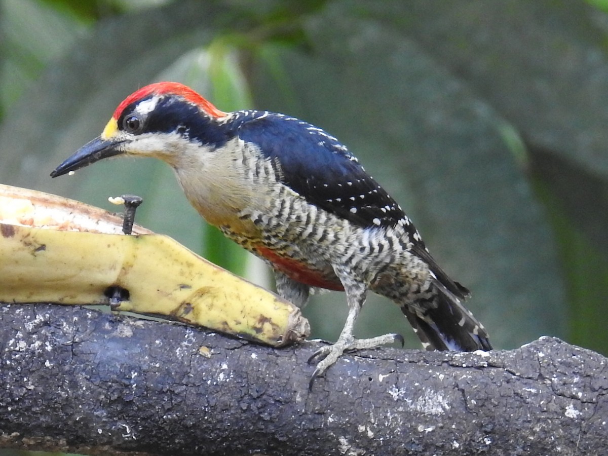 Black-cheeked Woodpecker - Michael Kerwin