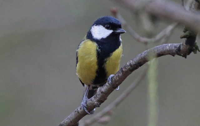 The Great Tit (Parus Major) Or Titmouse Is A Widespread And Common Species  Throughout Europe, The Middle East, Central And Northern Asia, And Parts Of  North Africa In Any Sort Of Woodland.