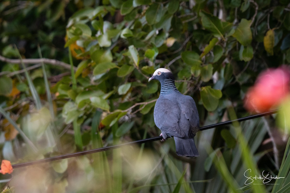 White-crowned Pigeon - ML131991991
