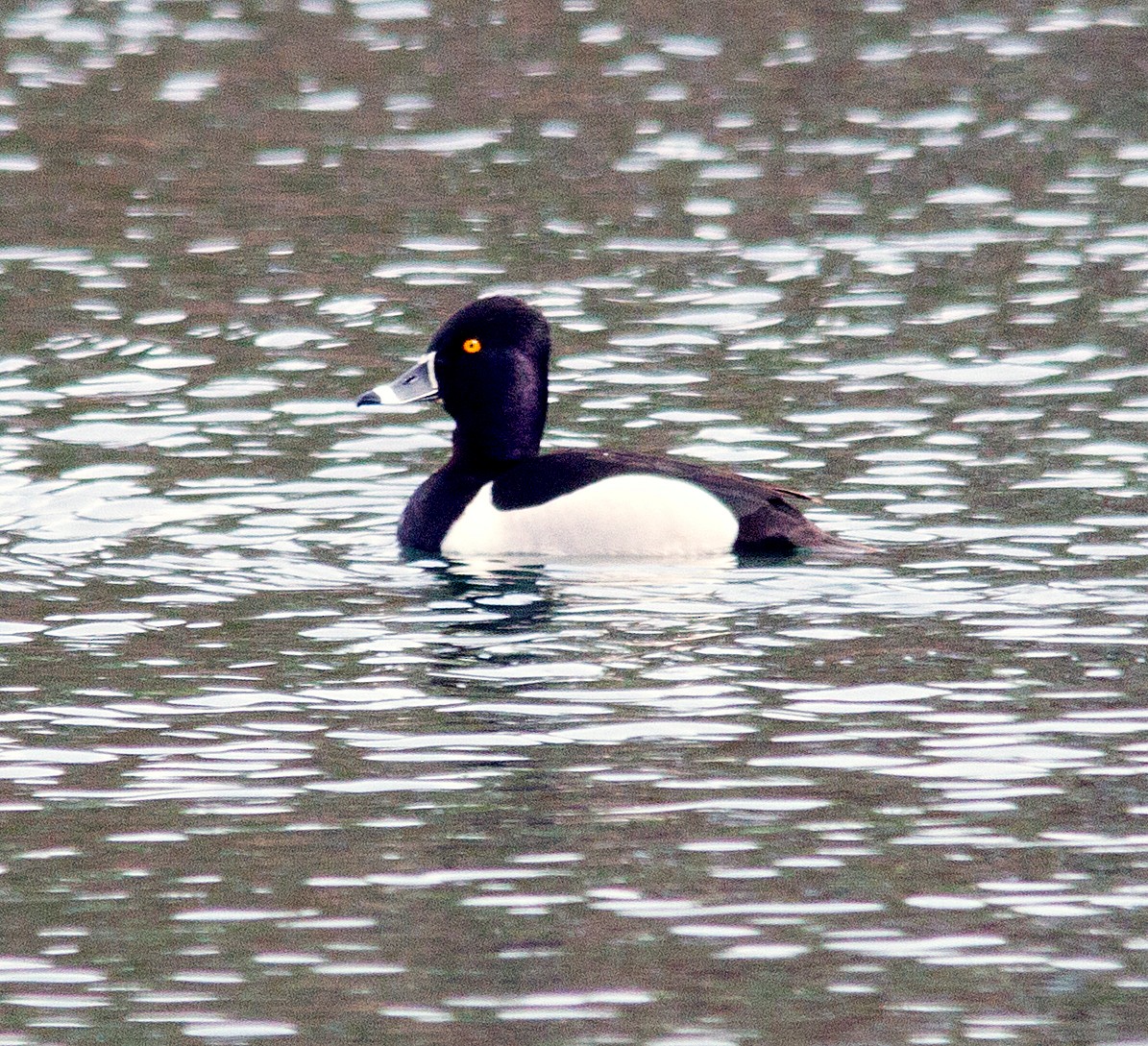 Ring-necked Duck - Kevin Bauman