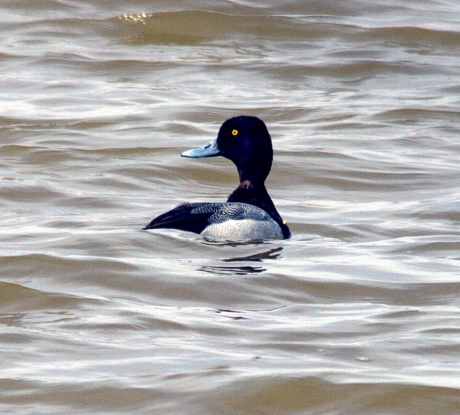 Greater Scaup - Kevin Bauman