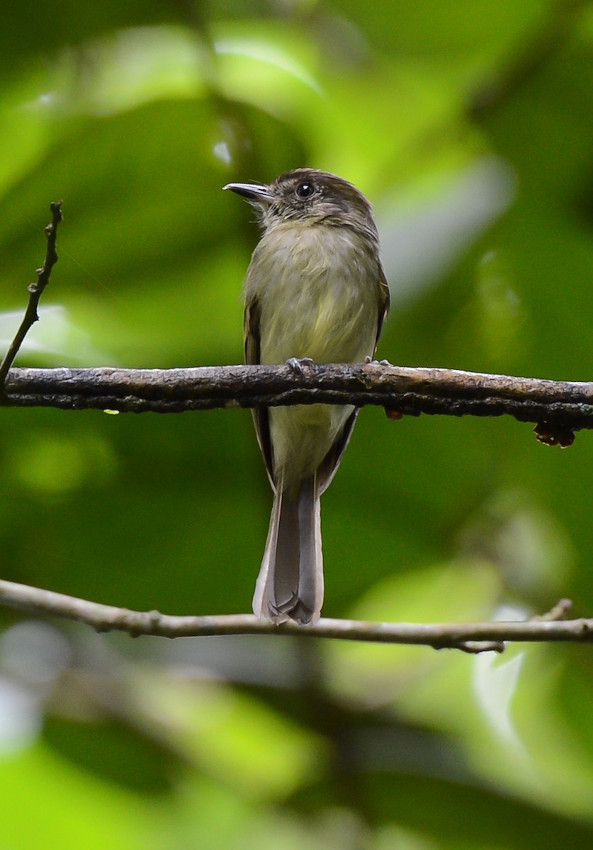 Sepia-capped Flycatcher - ML131996661