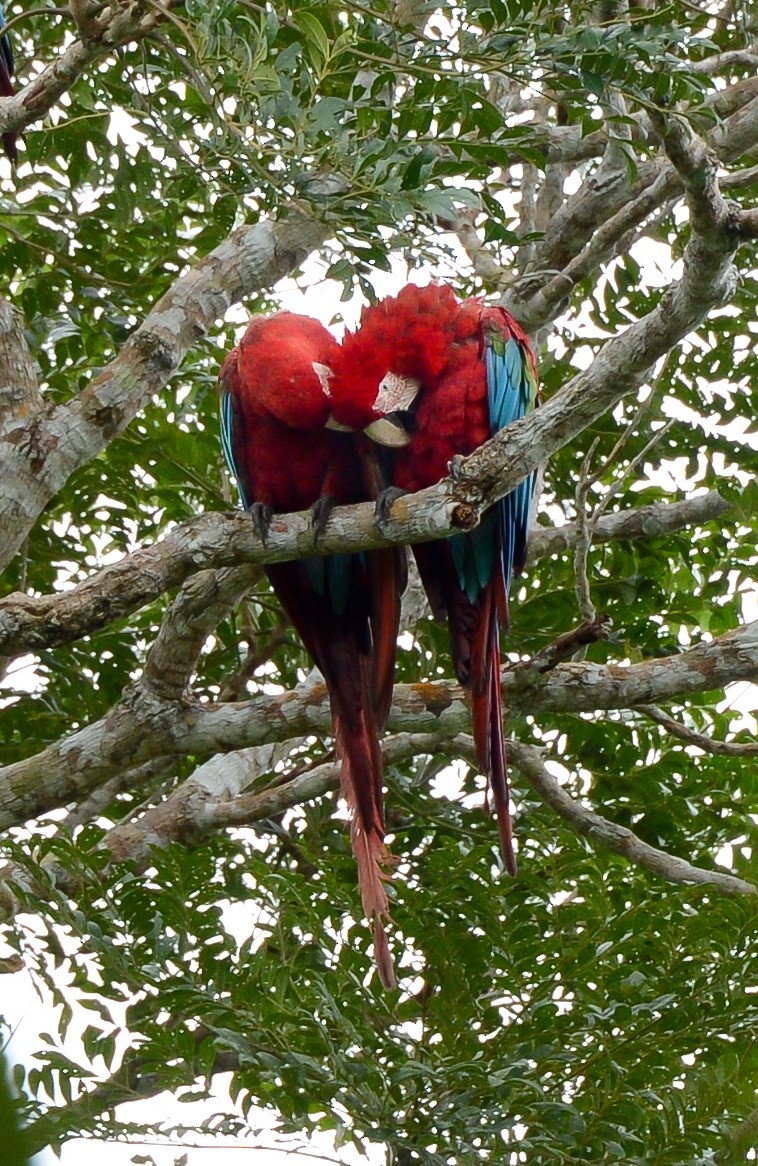 Red-and-green Macaw - ML131997131