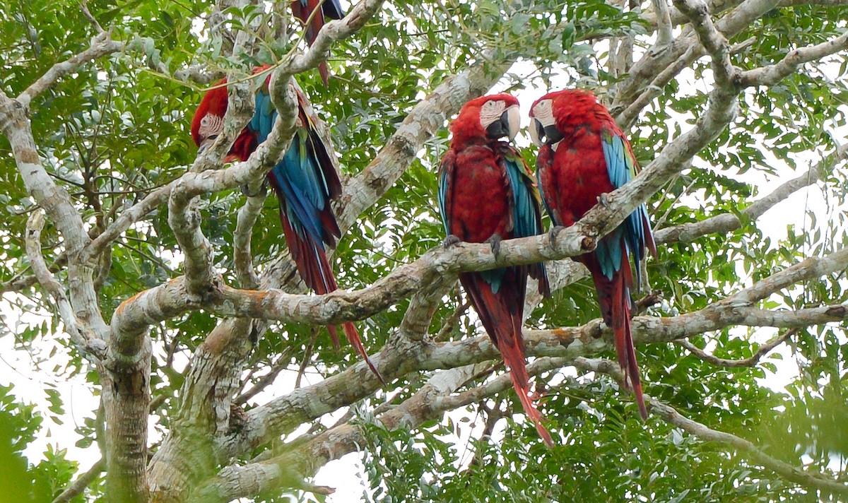 Red-and-green Macaw - ML131997201