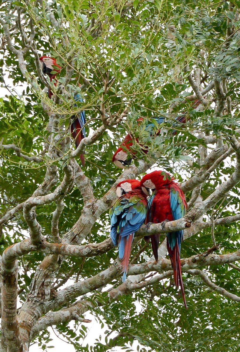 Red-and-green Macaw - ML131997241