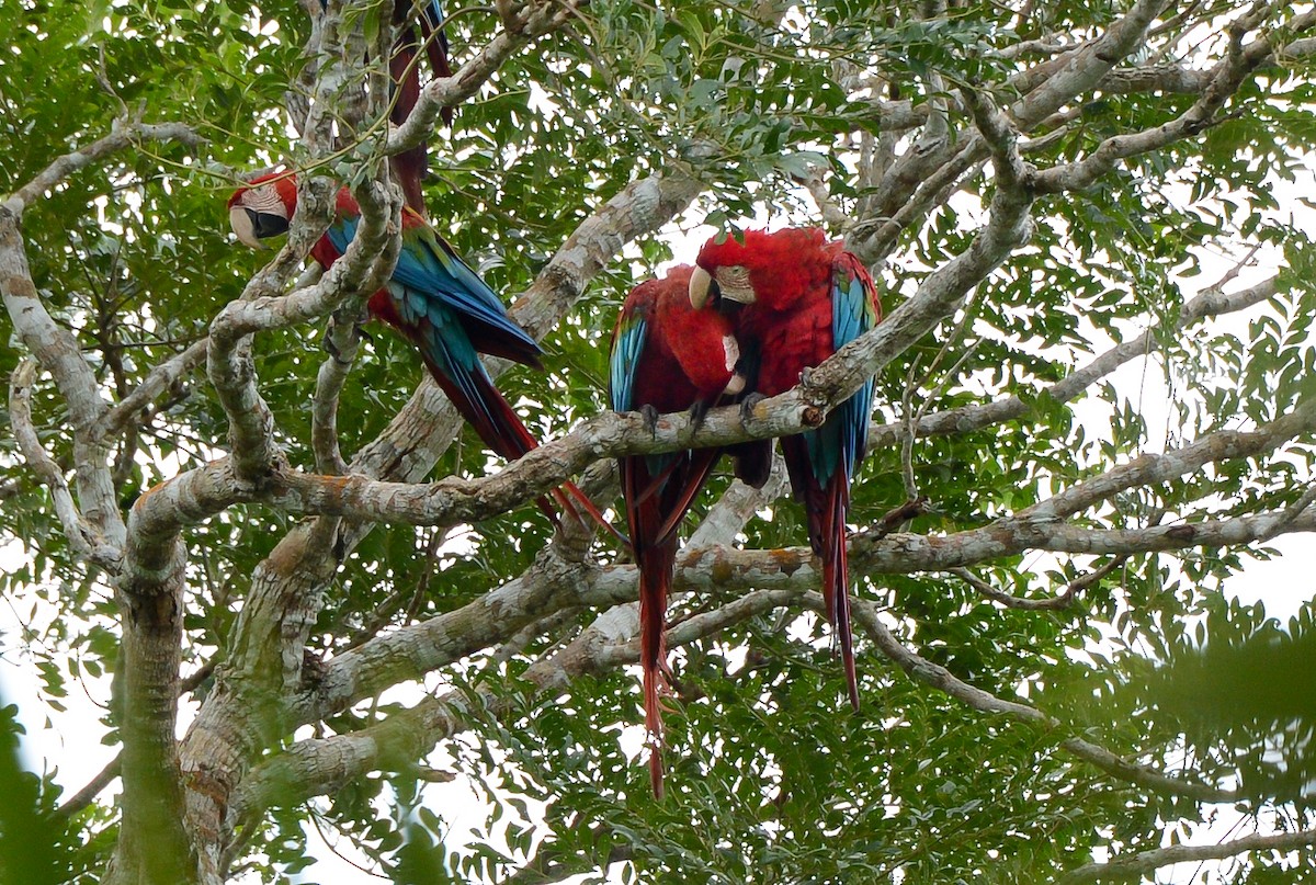 Red-and-green Macaw - ML131997251