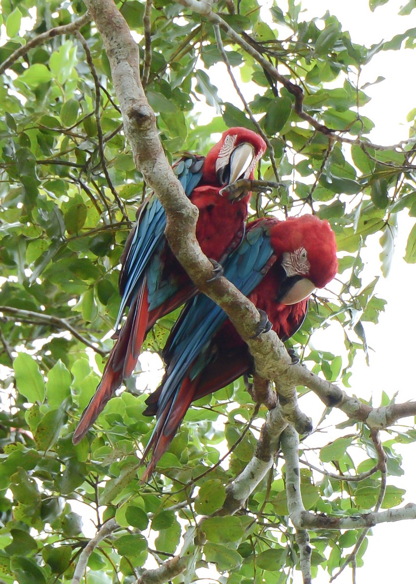 Red-and-green Macaw - ML131997281
