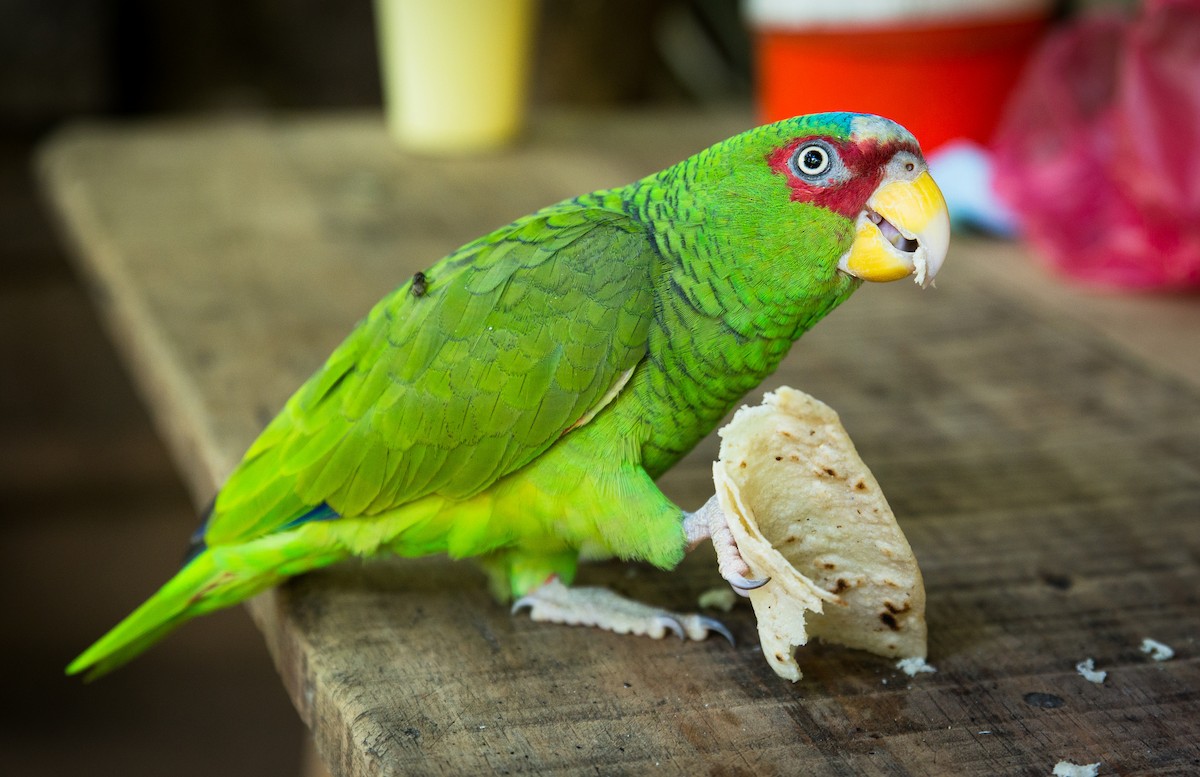 White-fronted Parrot - Trevor Ambrico
