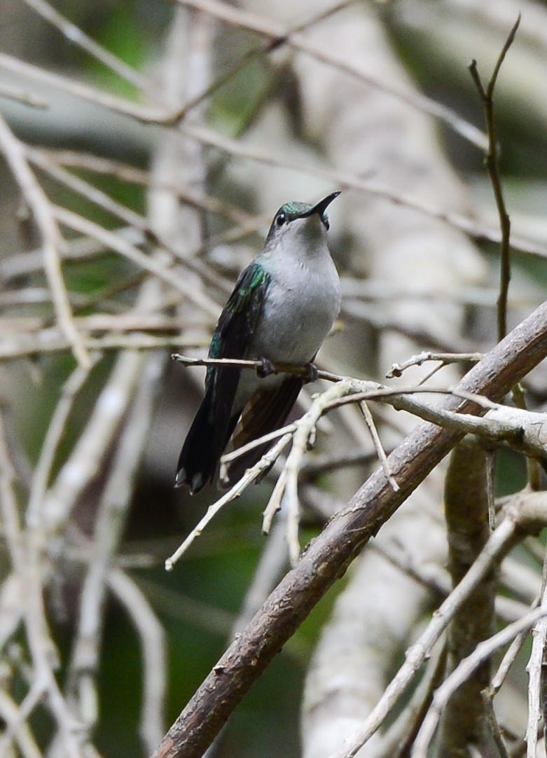 kolibřík modroocasý - ML131997431