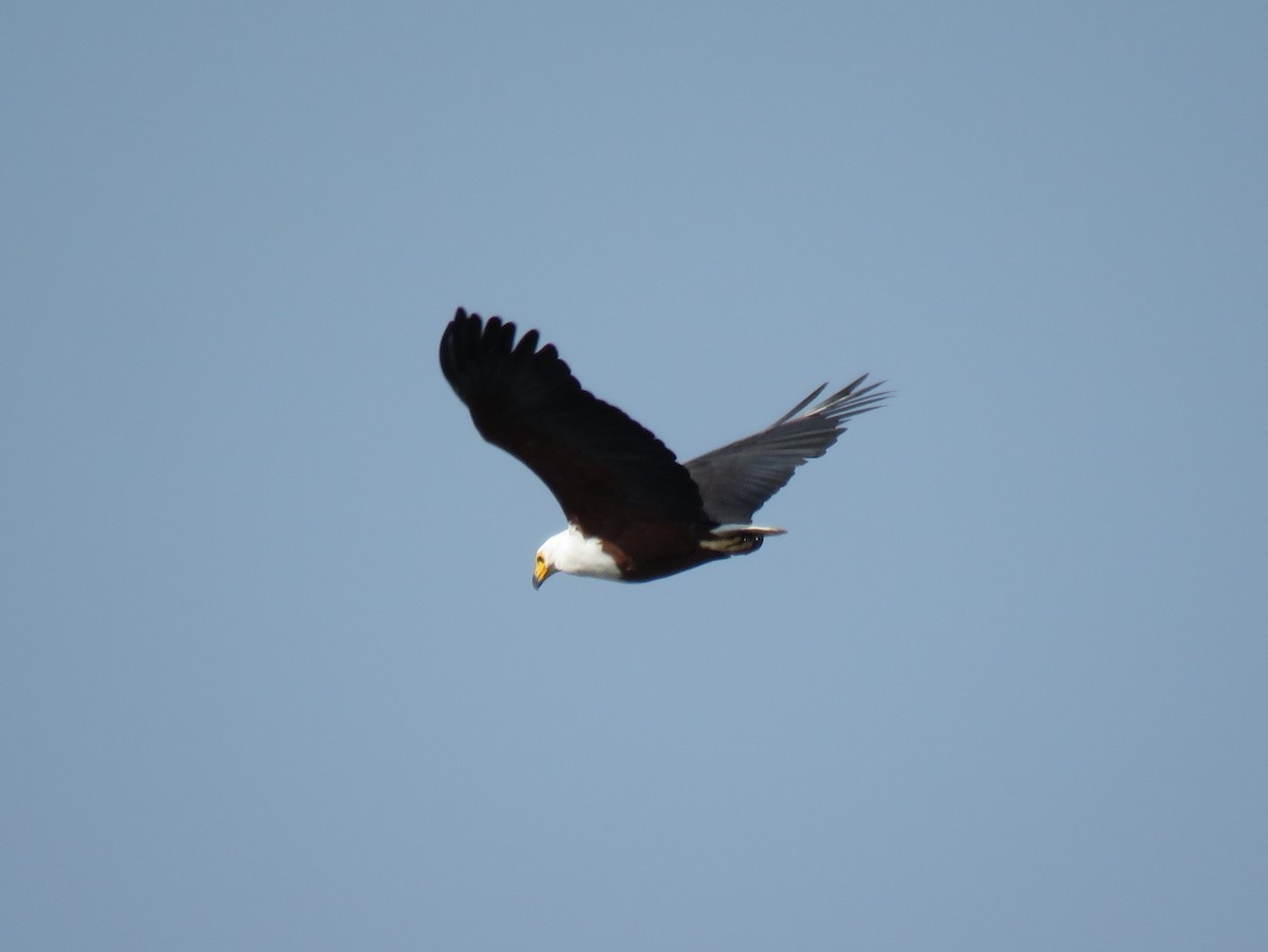 African Fish-Eagle - ML131998451
