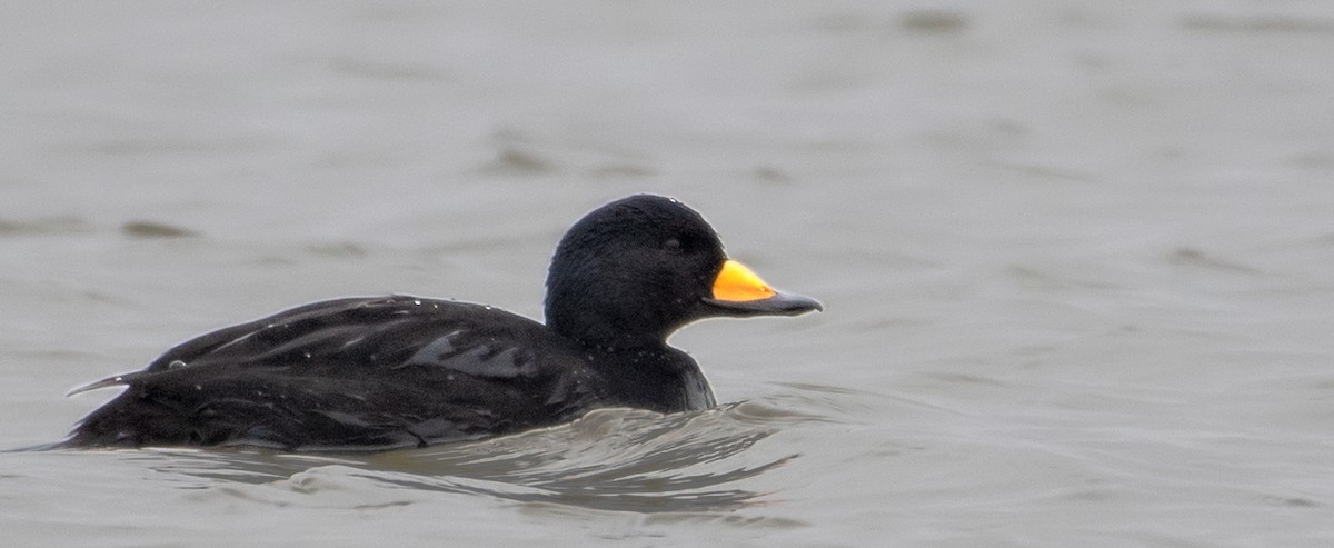 Black Scoter - Chase Moxley