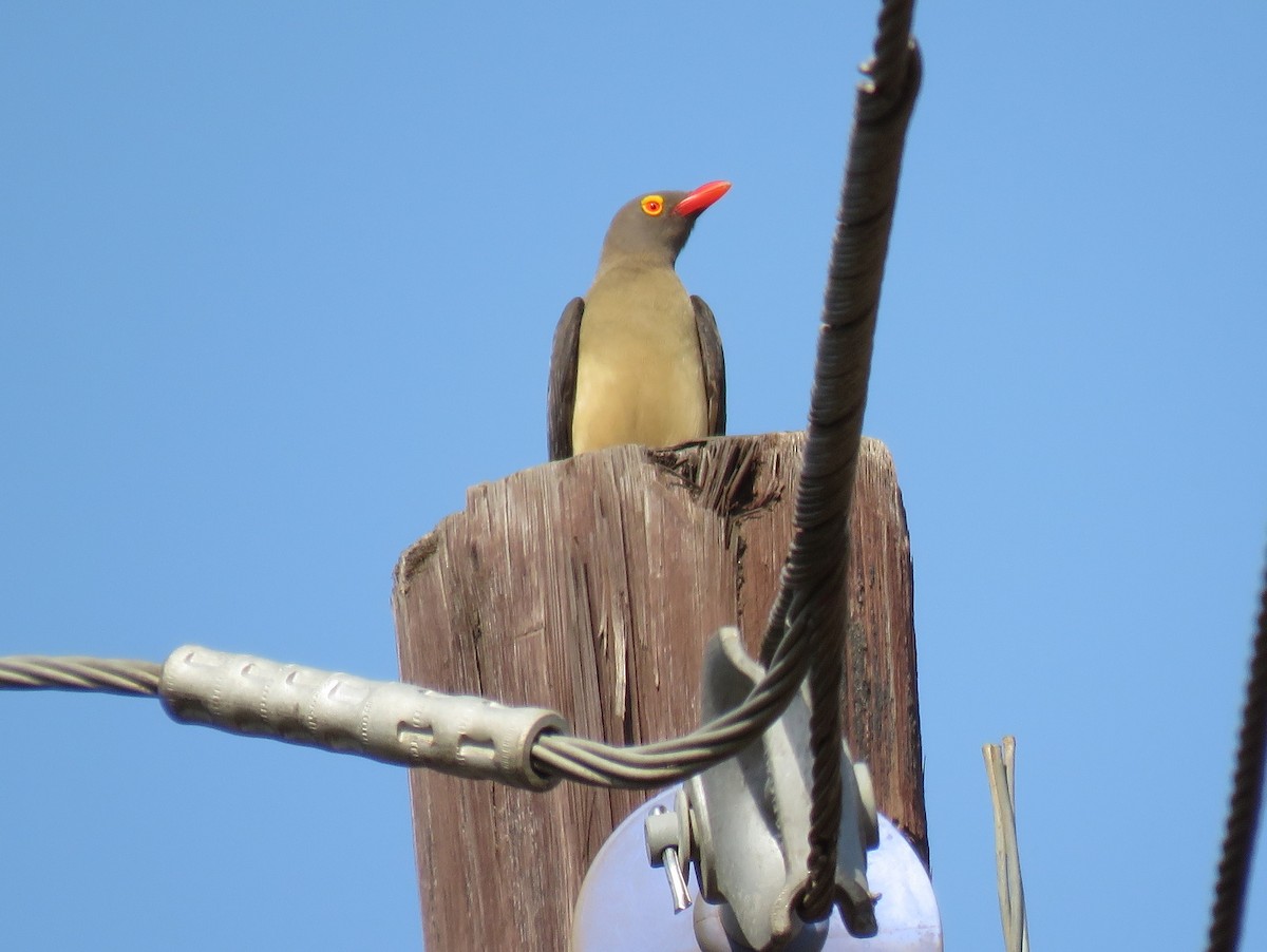 Red-billed Oxpecker - ML131999291