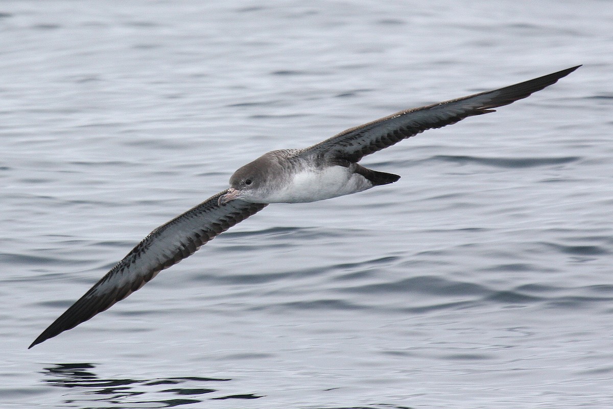 Pink-footed Shearwater - Steve Rottenborn