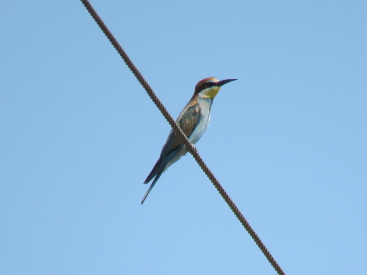 European Bee-eater - Antonio Xeira