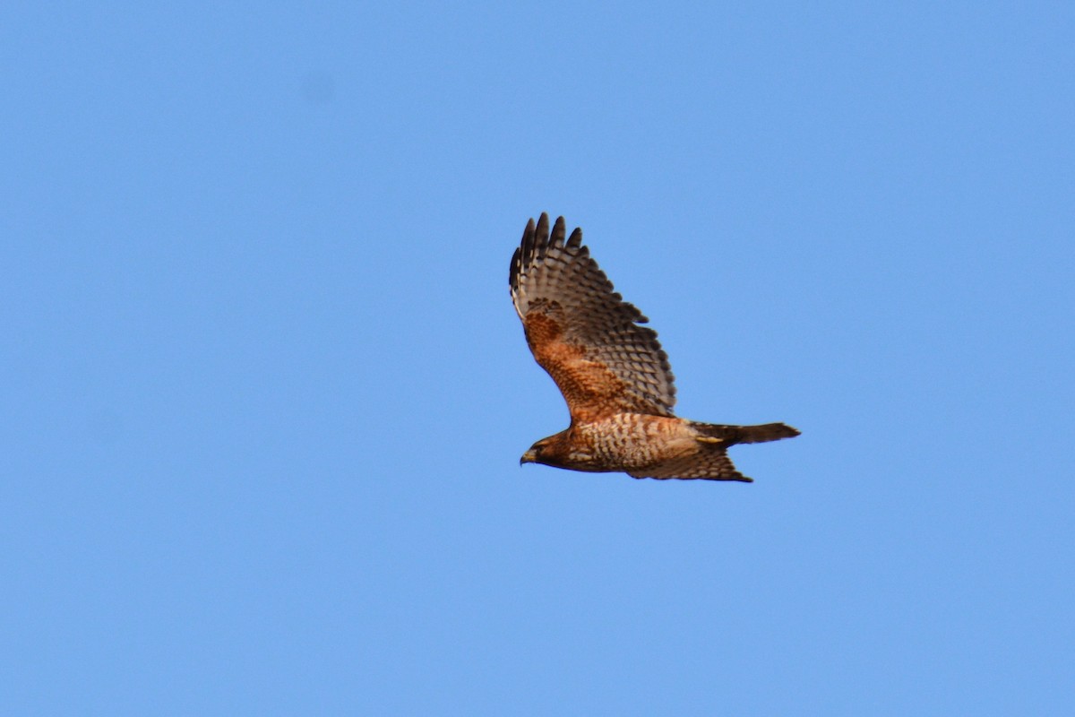 Red-shouldered Hawk - Will Brooks