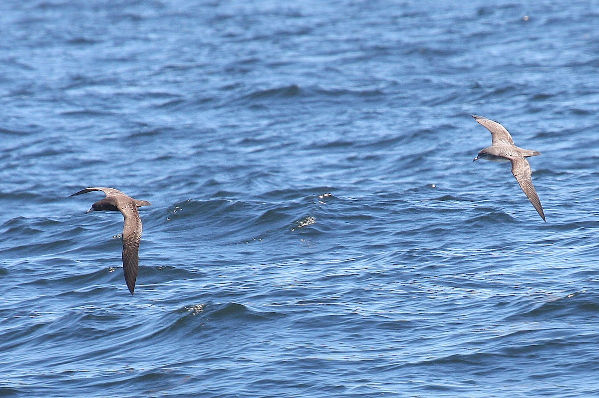 Flesh-footed Shearwater - ML132007151