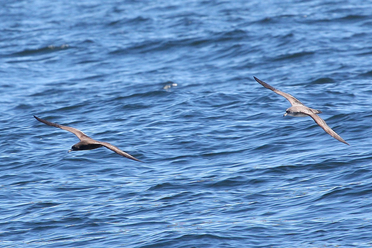 Flesh-footed Shearwater - ML132007171