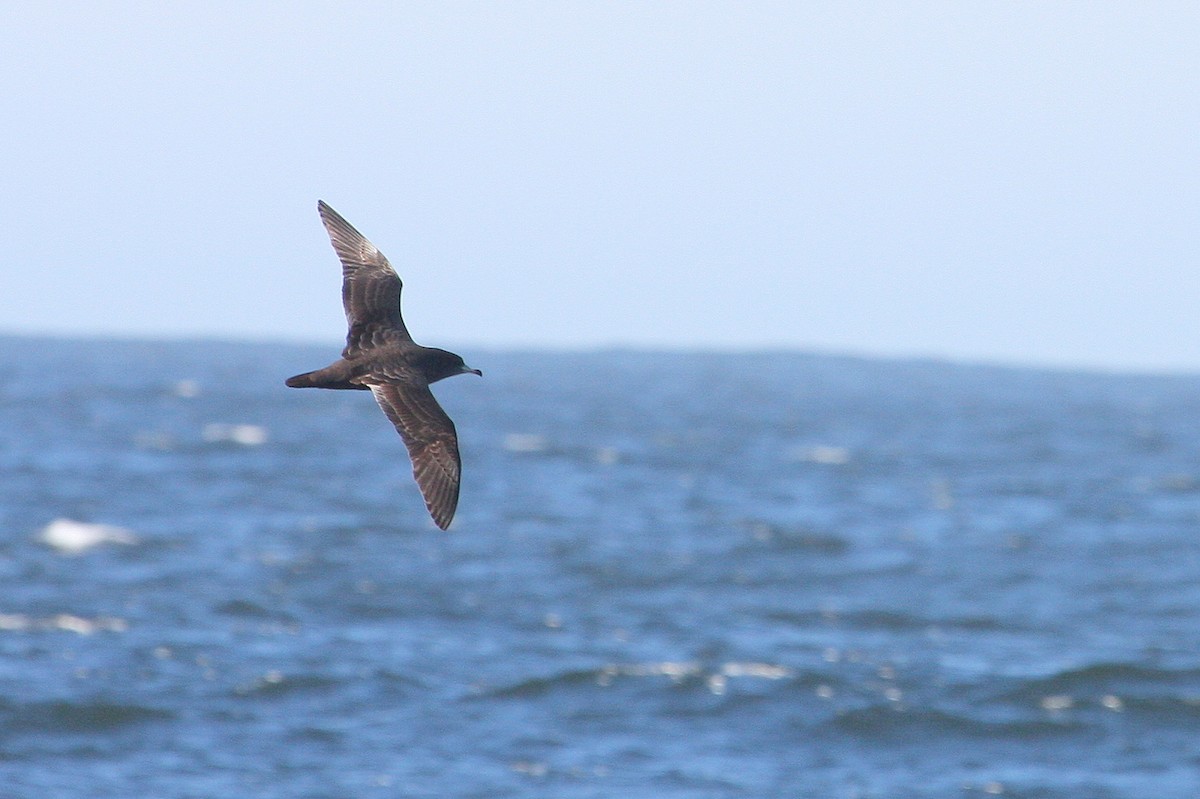 Flesh-footed Shearwater - ML132007181