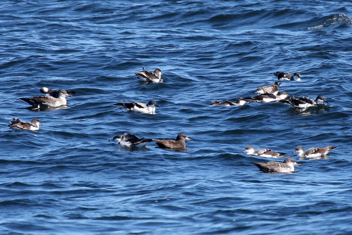 Flesh-footed Shearwater - ML132007211