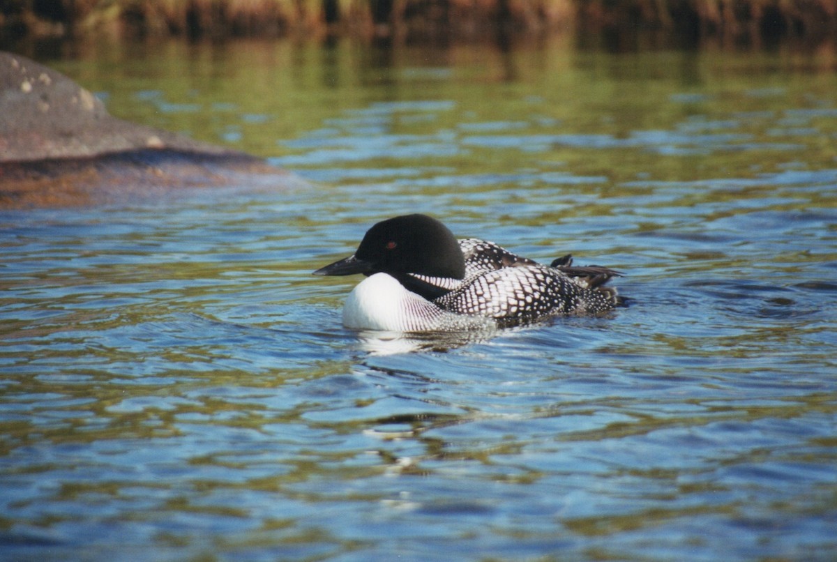 Common Loon - Casey  Pittrizzi