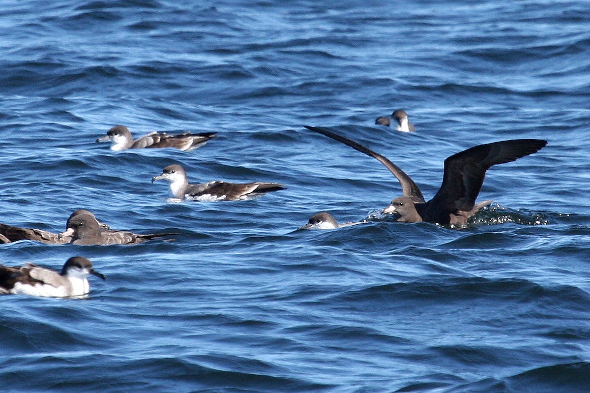 Flesh-footed Shearwater - ML132012831