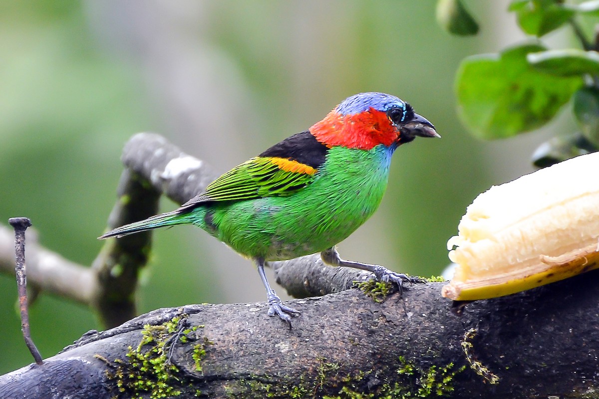 Red-necked Tanager - ML132022861