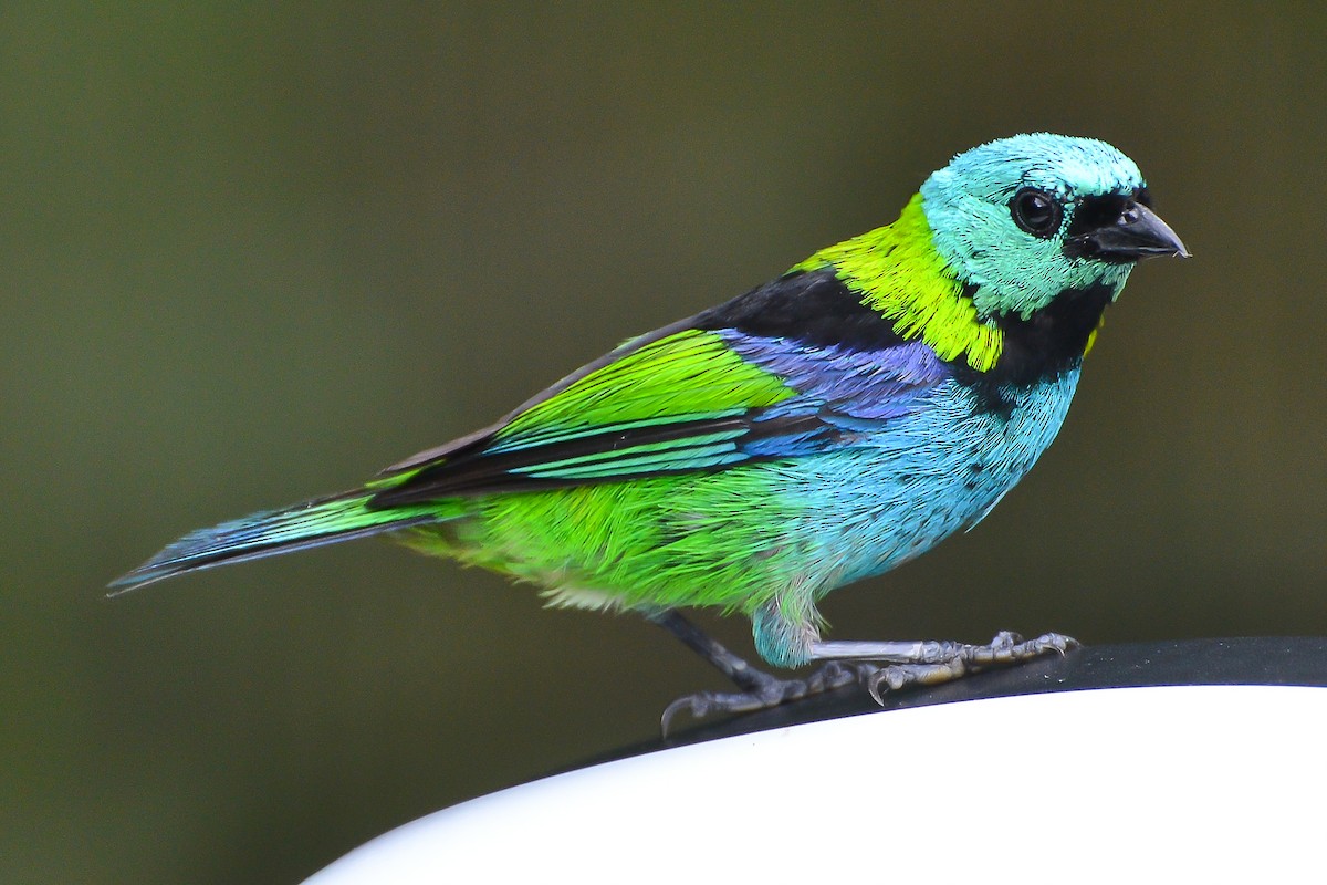 Green-headed Tanager - ML132023331