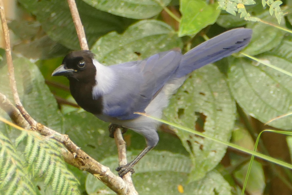 Violaceous Jay - Yago Veith