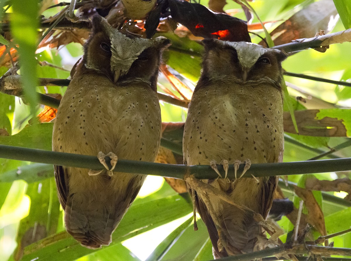 White-fronted Scops-Owl - ML132024581