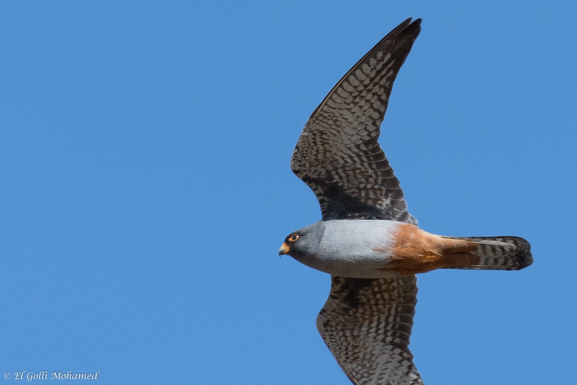 Red-footed Falcon - El Golli  Mohamed